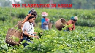 TEA PLANTATION IN ASSAM
 