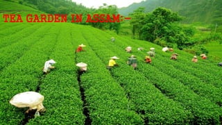 TEA GARDEN IN ASSAM:-
 