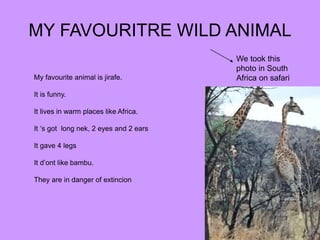 MY FAVOURITRE WILD ANIMAL
We took this
photo in South
Africa on safariMy favourite animal is jirafe.
It is funny.
It lives in warm places like Africa.
It ‘s got long nek, 2 eyes and 2 ears
It gave 4 legs
It d’ont like bambu.
They are in danger of extincion
 