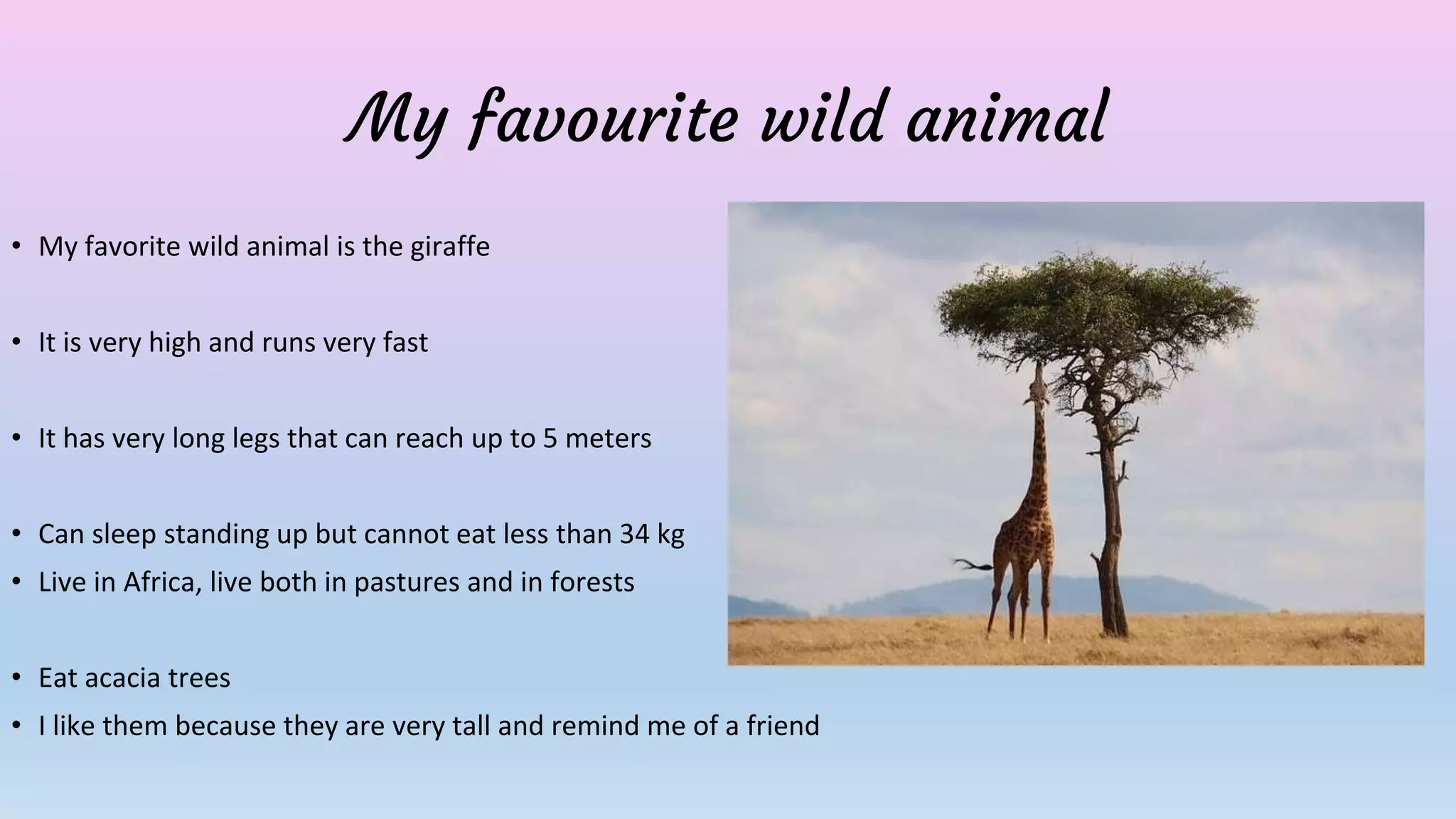 My favourite wild animal
• My favorite wild animal is the giraffe
• It is very high and runs very fast
• It has very long legs that can reach up to 5 meters
• Can sleep standing up but cannot eat less than 34 kg
• Live in Africa, live both in pastures and in forests
• Eat acacia trees
• I like them because they are very tall and remind me of a friend
 