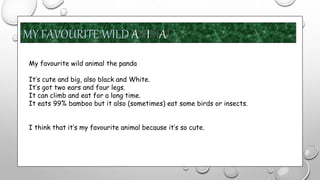 MY FAVOURITE WILD ANIMAL
My favourite wild animal the panda
It’s cute and big, also black and White.
It’s got two ears and four legs.
It can climb and eat for a long time.
It eats 99% bamboo but it also (sometimes) eat some birds or insects.
I think that it’s my favourite animal because it’s so cute.
 
