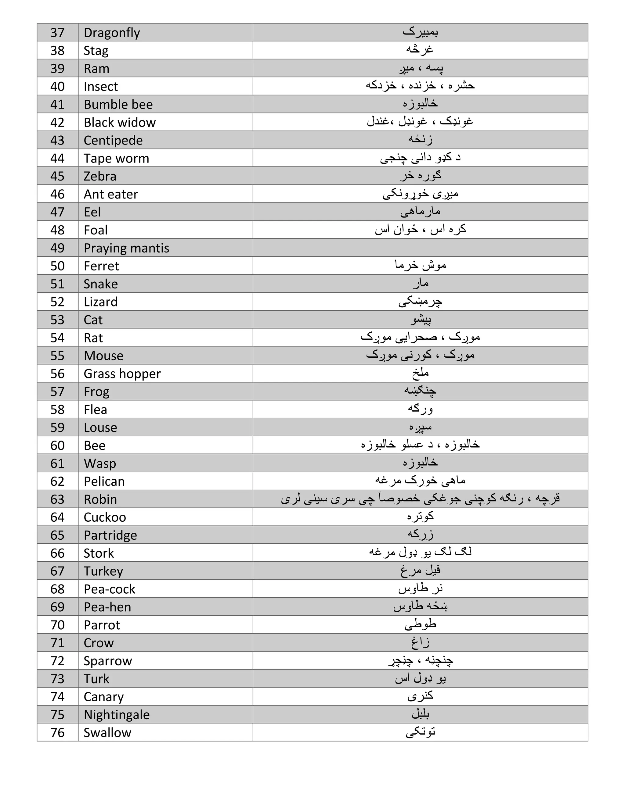 English to Pashto useful words set & Picture Dictionary | PDF