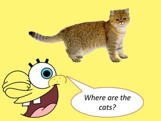Where are the
cats?
 