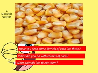 Have you seen some kernels of corn like these?
What did you do with kernels of corn?
What animals like to eat them?
2.
Motivation
Question
 