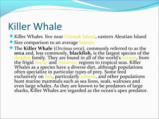 English whale | PPT