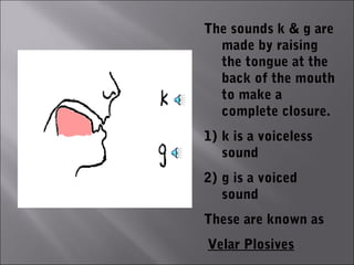 The sounds k & g are
  made by raising
  the tongue at the
  back of the mouth
  to make a
  complete closure.
1) k is a voiceless
   sound
2) g is a voiced
   sound
These are known as
Velar Plosives
 