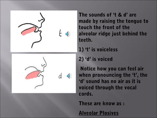 The sounds of ‘t & d’ are
                 made by raising the tongue to
                 touch the front of the
                 alveolar ridge just behind the
                 teeth.
                 1) ‘t’ is voiceless
Alveolar ridge   2) ‘d’ is voiced
                  Notice how you can feel air
                 when pronouncing the ‘t’, the
                 ‘d’ sound has no air as it is
                 voiced through the vocal
                 cords.
                 These are know as :
                 Alveolar Plosives
 