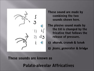 These sound are made by
                         combining the two
                         sounds shown here.
                      The plosive sound made by
                         the t/d is changed by the
              1)         fricative that follows the
              2) d       release of pressure.
                      1) church, crunch & lunch

               d      2) Jeans, generator & bridge


These sounds are known as

        Palato-alveolar Affricatives
 