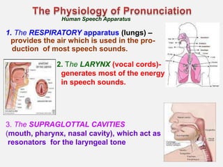 Human Speech Apparatus

1. The RESPIRATORY apparatus (lungs) –
 provides the air which is used in the pro-
  duction of most speech sounds.

              2. The LARYNX (vocal cords)-
               generates most of the energy
               in speech sounds.




3. The SUPRAGLOTTAL CAVITIES
(mouth, pharynx, nasal cavity), which act as
 resonators for the laryngeal tone
 