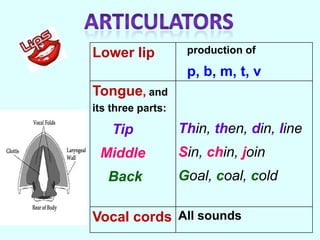 Lower lip           production of

                    p, b, m, t, v
Tongue, and
its three parts:

    Tip            Thin, then, din, line
 Middle            Sin, chin, join
   Back            Goal, coal, cold

Vocal cords All sounds
 