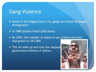 Gang Violence Some of the biggest inner city gangs are linked to illegal immigration. In 1980 prisons held 9,000 aliens. By 2003, the number of aliens in our prisons and jails had grown to 267,000.This all adds up and cost the taxpayer and the government billions of dollars. 