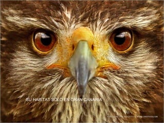 SU HABITAT SÓLO EN GRAN CANARIA