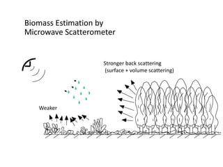 Biomass Estimation by
Microwave Scatterometer

Stronger back scattering
(surface + volume scattering)

Weaker

 