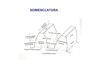 NOMENCLATURANOMENCLATURA
 