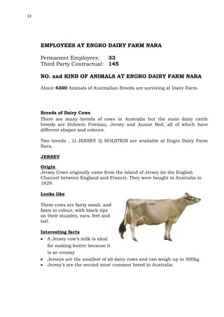 13

EMPLOYEES AT ENGRO DAIRY FARM NARA
Permanent Employees:
33
Third Party Contractual: 145
NO. and KIND OF ANIMALS AT ENGRO DAIRY FARM NARA
About 4300 Animals of Austrailian Breeds are surviving at Dairy Farm.

Breeds of Dairy Cows
There are many breeds of cows in Australia but the main dairy cattle
breeds are Holstein Friesian, Jersey and Aussie Red, all of which have
different shapes and colours.
Two breeds , 1) JERSEY 2) HOLSTEIN are available at Engro Dairy Farm
Nara.
JERSEY
Origin
Jersey Cows originally came from the island of Jersey (in the English
Channel between England and France). They were bought to Australia in
1829.
Looks like
These cows are fairly small, and
fawn in colour, with black tips
on their muzzles, ears, feet and
tail.
Interesting facts
A Jersey cow’s milk is ideal
for making butter because it
is so creamy
Jerseys are the smallest of all dairy cows and can weigh up to 500kg.
Jersey’s are the second most common breed in Australia.

 