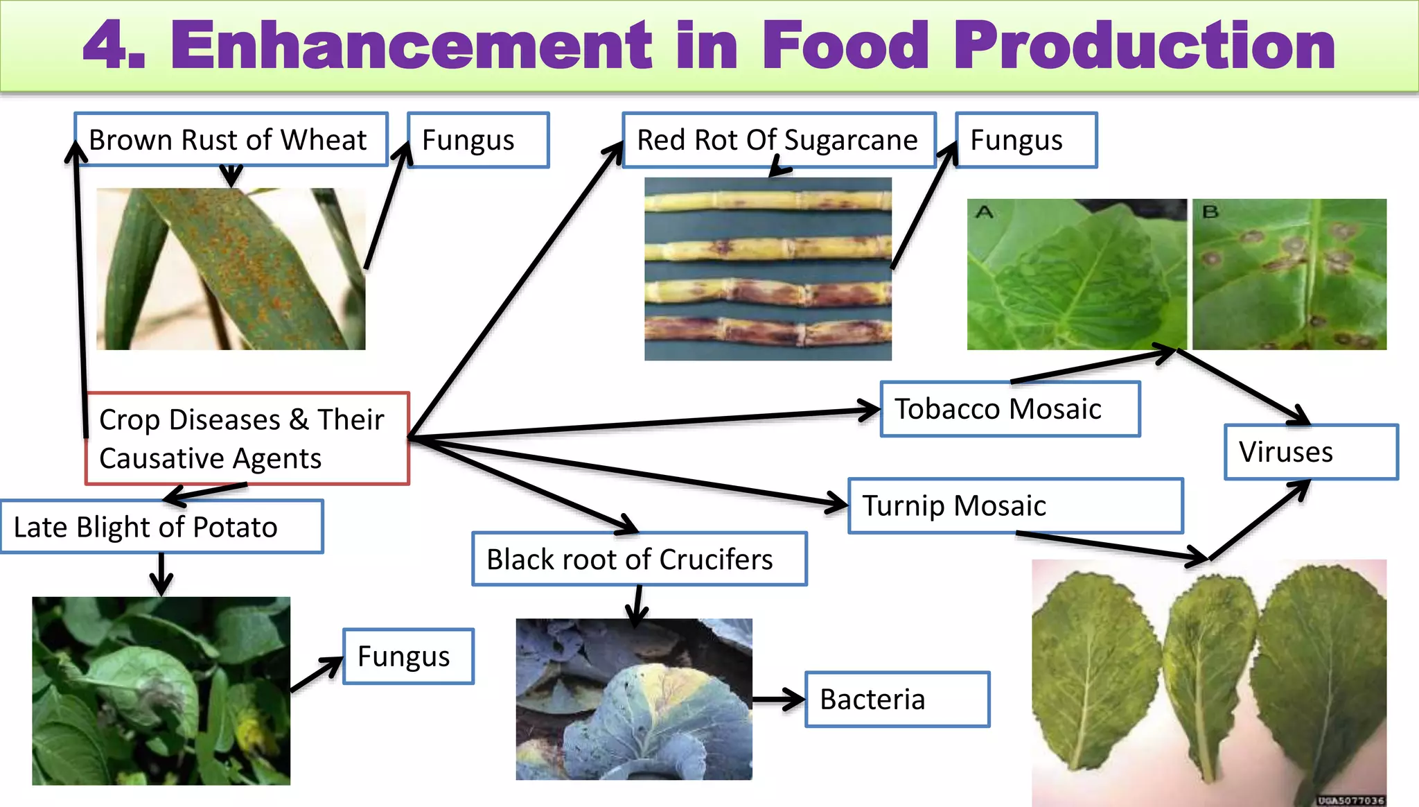 4. Enhancement in Food Production
Crop Diseases & Their
Causative Agents
Brown Rust of Wheat Fungus Red Rot Of Sugarcane Fungus
Late Blight of Potato
Fungus
Black root of Crucifers
Bacteria
Tobacco Mosaic
Viruses
Turnip Mosaic
 