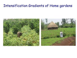 Enhancing communities’ adaptive capacity to climate change in drought-prone hotspots of the Blue Nile basin (Kabe, Ethiopia)