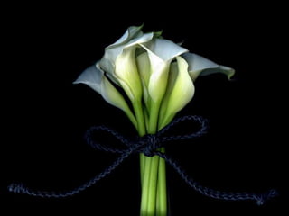 En hayırlı ümmetsiniz