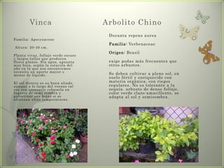 Vinca                        Arbolito Chino
                                      Duranta repens aurea
Familia: Apocynaceae
                                      Familia: Verbenaceae
Altura: 20-40 cm.
                                      Origen: Brasil
Planta vivaz, follaje verde oscuro
y largos tallos que producen
flores planas. Sin agua, aguanta      exige podas más frecuentes que
muy bien, según la estación del       otros arbustos.
año en la que nos encontremos
necesita un aporte mayor o
menor de líquido.                     Se deben cultivar a pleno sol, en
                                      suelo fértil y enriquecido con
El sol directo es su buen aliado.     materia orgánica, con riegos
aunque a lo largo del verano tal      regulares. No es tolerante a la
vez sea necesario colocarla en        sequía. arbusto de denso follaje,
lugares de semi sombra y              color verde claro-amarillento. se
pulverizar sus hojas si se            adapta al sol y semisombra.
alcanzan altas temperaturas.
 