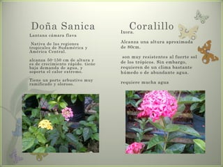 Doña Sanica                          Coralillo
                                  Ixora.
Lantana cámara flava

 Nativa de las regiones           Alcanza una altura aproximada
tropicales de Sudamérica y        de 80cm.
América Central.
                                   son muy resistentes al fuerte sol
alcanza 50-150 cm de altura y
es de crecimiento rápido. tiene   de los trópicos. Sin embargo,
baja demanda de agua, y           requieren de un clima bastante
soporta el calor extremo.         húmedo o de abundante agua.
Tiene un porte arbustivo muy
ramificado y oloroso.             requiere mucha agua
 