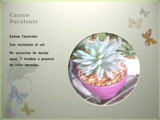 Cactus
Suculento

Sedum Carnicolor

Son resistente al sol.

No necesitan de mucha
agua. Y tienden a ponerse
de color moradas.
 