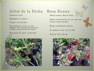 Árbol de la Dicha                 Rosa Enana
happiness tree                     Rosal enano, Rosal mini,
Malpighia coccigera                Debes mantenerla en un sitio tan
Origen: las Antillas               fresco como puedas.

Es resistente al sol, y semi       Riego: abundante diario
sombra. Su crecimiento es lento
y llega a una altura de 90cm.
                                   La poda es una vez al año.
Necesidad de agua: moderado
                                   Altura: 30 a 40 cm
 