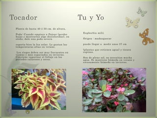 Tocador                                      Tu y Yo
 Planta de hasta 40 ó 50 cm. de altura,
                                              Euphorbia milii
 Poda: Cuando empiece a flojear (perder
 hojas y mostrarlas algo descoloridas), en
 otoño, dale una poda severa                  Origen : madasgascar

 soporta bien la luz solar. Le gustan las     puede llegar a medir unos 37 cm
 temperaturas altas en verano.
                                              (plantas que retienen agua) y tienen
  Los riegos deben ser muy frecuentes en      espinas.
 verano y más espaciados en invierno.
 Conviene vaporizar el follaje en los         Son de pleno sol, no necesitan mucha
 periodos calurosos y secos.                  agua. Se mantiene húmeda en verano y
                                              escasamente húmeda en invierno.
 