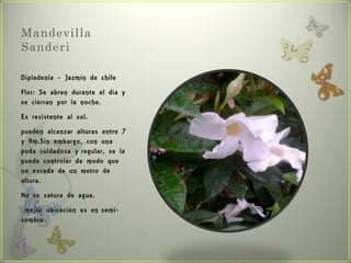 Mandevilla
Sanderi

Dipladenia - Jazmín de chile
Flor: Se abren durante el día y
se cierran por la noche.
Es resistente al sol.
pueden alcanzar alturas entre 7
y 9m.Sin embargo, con una
poda cuidadosa y regular, se la
puede controlar de modo que
no exceda de un metro de
altura.
No se satura de agua.
 mejor ubicación es en semi-
sombra.
 