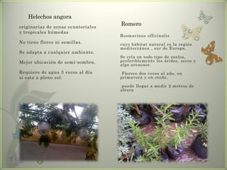 Helechos angora
originarias de zonas ecuatoriales
                                    Romero
y tropicales húmedas
                                    Rosmarinus officinalis
No tiene flores ni semillas.        cuyo hábitat natural es la región
                                    mediterránea , sur de Europa.
Se adapta a cualquier ambiente.
                                    Se cría en todo tipo de suelos,
Mejor ubicación de semi-sombra,     preferiblemente los áridos, secos y
                                    algo arenosos.
Requiere de agua 3 veces al día      Florece dos veces al año, en
si esta a pleno sol.                primavera y en otoño.

                                     puede llegar a medir 2 metros de
                                    altura
 