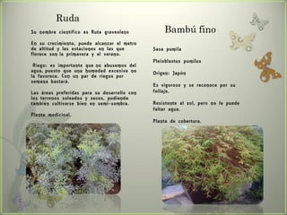 Ruda
Su nombre científico es Ruta graveolens           Bambú fino
En su crecimiento, puede alcanzar el metro
de altitud y las estaciones en las que        Sasa pumila
florece son la primavera y el verano.
                                              Pleioblastus pumilus
 Riego: es importante que no abusemos del
agua, puesto que una humedad excesiva no      Origen: Japón
la favorece. Con un par de riegos por
semana bastará.
                                              Es vigoroso y se reconoce por su
Las áreas preferidas para su desarrollo con   follaje.
los terrenos soleados y secos, pudiendo
también cultivarse bien en semi -sombra.      Resistente al sol, pero no le puede
                                              faltar agua.
Planta medicinal.
                                              Planta de cobertura.
 