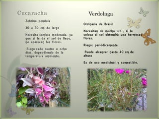 Cucaracha                            Verdolaga
  Zebrina pendula
                                  Ordinaria de Brasil
  30 a 70 cm de largo
                                  Necesitan de mucha luz , si la
  Necesita sombra moderada, ya    coloca al sol obtendrá una hermosas
  que si le da el sol de lleno,   flores.
  no aparecen las flores.
                                  Riego: periódicamente
   Riego cada cuatro u ocho
  días, dependiendo de la          Puede alcanzar hasta 40 cm de
  temperatura ambiente.           altura
                                  Es de uso medicinal y comestible.
 
