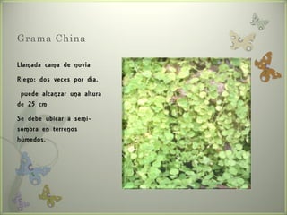 Grama China

Llamada cama de novia
Riego: dos veces por día.
 puede alcanzar una altura
de 25 cm
Se debe ubicar a semi-
sombra en terrenos
húmedos.
 