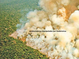 Ambientalistas manipulados por madeireiras
 