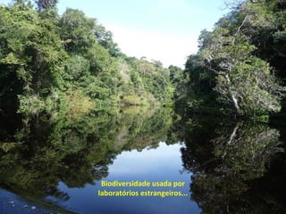 Biodiversidade usada por
laboratórios estrangeiros...
 