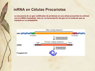 mRNA en C élulas  Procari otas La secuencia de un gen codificador de prote í nas en una c élula procariota es colinear con el mRNA trasladado; esto es, la transcripción del gen es la molécula que se traslada en un polipéptido. 