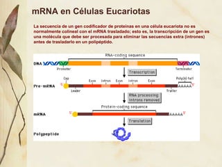 mRNA en C élulas  Eucari otas La secuencia de un gen codificador de prote í nas en una c élula eucariota no es normalmente colineal con el mRNA trasladado; esto es, la transcripción de un gen es una molécula que debe ser procesada para eliminar las secuencias extra (intrones) antes de trasladarlo en un polipéptido. 