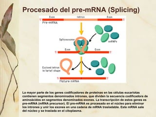 Procesado del pre-mRNA (Splicing) La mayor parte de los genes codificadores de prote ínas en las células eucariotas contienen segmentos denominados intrones, que dividen la secuencia codificadora de aminoácidos en segmentos denominados exones. La transcripción de estos genes es pre-mRNA (mRNA precursor). El pre-mRNA es procesado en el núcleo para eliminar los intrones y unir los exones en una cadena de mRNA trasladable. Este mRNA sale del núcleo y se traslada en el citoplasma. 