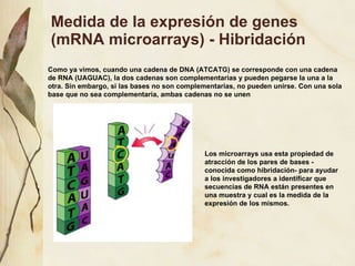 Medida de la expresi ón de genes (mRNA microarrays) - Hibridación Como ya vimos, cuando una cadena de DNA (ATCATG) se corresponde con una cadena de RNA (UAGUAC), la dos cadenas son complementarias y pueden pegarse la una a la otra. Sin embargo, si las bases no son complementarias, no pueden unirse. Con una sola base que no sea complementaria, ambas cadenas no se unen Los microarrays usa esta propiedad de atracci ón de los pares de bases - conocida como hibridación- para ayudar a los investigadores a identificar que secuencias de RNA están presentes en una muestra y cual es la medida de la expresión de los mismos. 