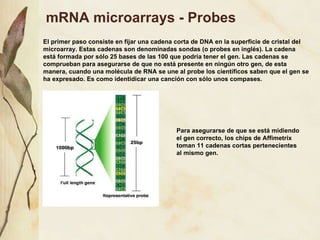 mRNA microarrays - Probes El primer paso consiste en fijar una cadena corta de DNA en la superficie de cristal del microarray. Estas cadenas son denominadas sondas (o probes en inglés). La cadena est á formada por sólo 25 bases de las 100 que podría tener el gen. Las cadenas se comprueban para asegurarse de que no está presente en ningún otro gen, de esta manera, cuando una molécula de RNA se une al probe los científicos saben que el gen se ha expresado. Es como identidicar una canción con sólo unos compases. Para asegurarse de que se est á midiendo el gen correcto, los chips de Affimetrix toman 11 cadenas cortas pertenecientes al mismo gen. 