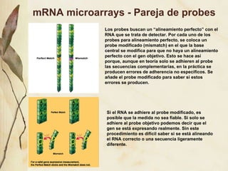 mRNA microarrays - Pareja de probes Los probes buscan un “alineamiento perfecto” con el RNA que se trata de detectar. Por cada uno de los probes para alineamiento perfecto, se coloca un probe modificado (mismatch) en el que la base central se modifica para que no haya un alineamiento perfecto con el gen objetivo. Esto se hace as í porque, aunque en teoría solo se adhieren al probe las secuencias complementarias, en la práctica se producen errores de adherencia no específicos. Se añade el probe modificado para saber si estos errores se producen. Si el RNA se adhiere al probe modificado, es posible que la medida no sea fiable. Si solo se adhiere al probe objetivo podemos decir que el gen se est á expresando realmente. Sin este procedimiento es difícil saber si se está alineando el RNA correcto o una secuencia ligeramente diferente.  