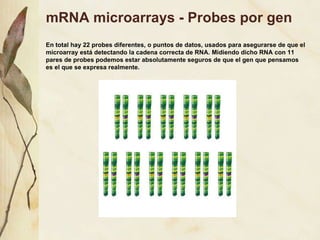 mRNA microarrays - Probes por gen En total hay 22 probes diferentes, o puntos de datos, usados para asegurarse de que el microarray est á detectando la cadena correcta de RNA. Midiendo dicho RNA con 11 pares de probes podemos estar absolutamente seguros de que el gen que pensamos es el que se expresa realmente.  Si 