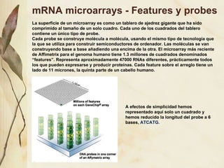 mRNA microarrays - Features y probes La superficie de un microarray es como un tablero de ajedrez gigante que ha sido comprimido al tamaño de un solo cuadro. Cada uno de los cuadrados del tablero contiene un  único tipo de probe.  Cada probe se construye molécula a molécula, usando el mismo tipo de tecnología que la que se utiliza para construir semiconductores de ordenador. Las moléculas se van construyendo base a base añadiendo una encima de la otra. El microarray más reciente de Affimetrix para el genoma humano tiene 1.3 millones de cuadrados denominados “features”. Representa aproximadamente 47000 RNAs diferentes, prácticamente todos los que pueden expresarse y producir proteínas. Cada feature sobre el arreglo tiene un lado de 11 micrones, la quinta parte de un cabello humano. A efectos de simplicidad hemos representado aqu í solo un cuadrado y hemos reducido la longitud del probe a 6 bases , ATCATG. 