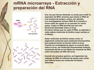 mRNA microarrays - Extracción y preparación del RNA Una vez que hemos diseñado un probe para medir la expresi ón de RNA, tenemos que extraer el RNA de una muestra de sangre o saliva, por ejemplo. Los investigadores extraen RNA de la muestra y hacen miles de copias en un proceso en varios pasos. Copiar el RNA permite que sea más facilmente detectable sobre el array. Al mismo tiempo que se copia el RNA, se adjuntan a cada cadena moléculas de biotina (copa naranja en el dibujo).  Estas moléculas de biotina actúan como un pegamento molecular para moléculas fluorescentes que posteriormente se lavarán sobre el array. Cuando los investigadores pasen un scanner láser sobre el array, las moléculas fluorescentes brillarán, mostrando donde se han fijado las muestras de RNA sobre los probes de DNA del array. Usando otro proceso químico, se fragmentan las cadenas de RNA en millones de piezas más cortas que todavía tienen las moléculas de biotina adheridas. 