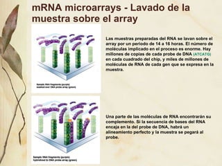 mRNA microarrays - Lavado de la muestra sobre el array Las muestras preparadas del RNA se lavan sobre el array por un periodo de 14 a 16 horas. El n úmero de moléculas implicado en el proceso es enorme. Hay millones de copias de cada probe de DNA  (ATCATG)  en cada cuadrado del chip, y miles de millones de moléculas de RNA de cada gen que se expresa en la muestra. Una parte de las mol éculas de RNA encontrarán su complemento. Si la secuencia de bases del RNA encaja en la del probe de DNA, habrá un alineamiento perfecto y la muestra se pegará al probe. 