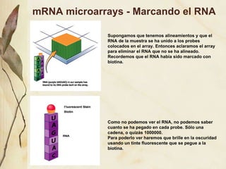 mRNA microarrays - Marcando el RNA Supongamos que tenemos alineamientos y que el RNA de la muestra se ha unido a los probes colocados en el array. Entonces aclaramos el array para eliminar el RNA que no se ha alineado. Recordemos que el RNA hab ía sido marcado con biotina. Como no podemos ver el RNA, no podemos saber cuanto se ha pegado en cada probe. S ólo una cadena, o quizás 1000000. Para poderlo ver haremos que brille en la oscuridad usando un tinte fluorescente que se pegue a la biotina. 