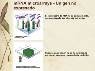 mRNA microarrays - Un gen no expresado Si la muestra de RNA no se complementa, será rechazada por el probe del array. Sabemos que el gen no se ha expresado porque el punto correspondiente no brilla. 