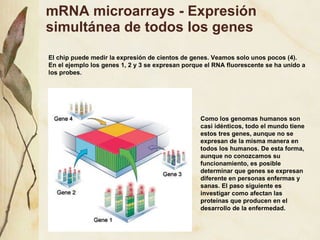 mRNA microarrays - Expresión simultánea de todos los genes El chip puede medir la expresión de cientos de genes. Veamos solo unos pocos (4). En el ejemplo los genes 1, 2 y 3 se expresan porque el RNA fluorescente se ha unido a los probes.  Como los genomas humanos son casi idénticos, todo el mundo tiene estos tres genes, aunque no se expresan de la misma manera en todos los humanos. De esta forma, aunque no conozcamos su funcionamiento, es posible determinar que genes se expresan diferente en personas enfermas y sanas. El paso siguiente es investigar como afectan las proteínas que producen en el desarrollo de la enfermedad. 