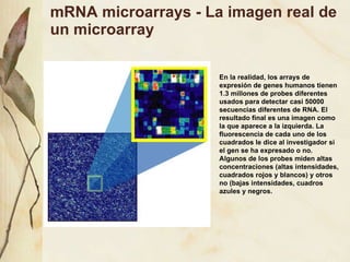 mRNA microarrays - La imagen real de un microarray En la realidad, los arrays de expresión de genes humanos tienen 1.3 millones de probes diferentes usados para detectar casi 50000 secuencias diferentes de RNA. El resultado final es una imagen como la que aparece a la izquierda. La fluorescencia de cada uno de los cuadrados le dice al investigador si el gen se ha expresado o no. Algunos de los probes miden altas concentraciones (altas intensidades, cuadrados rojos y blancos) y otros no (bajas intensidades, cuadros azules y negros. 