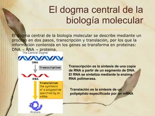El dogma central de la biolog ía molecular El dogma central de la biolog í a molecular se describe mediante un proceso en dos pasos, transcripci ó n y translaci ó n, por los que la informaci ó n contenida en los genes se transforma en proteinas:  DNA -> RNA -> proteina. http://www.phschool.com/science/biology_place/biocoach/transcription/overview.html Transcripci ón es la síntesis de una copia de RNA a partir de un segmento de DNA. El RNA se sintetiza mediante la enzima RNA polimerasa.  Translaci ón es la síntesis de un polipéptido especificado por un mRNA 