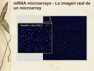 mRNA microarrays - La imagen real de un microarray 